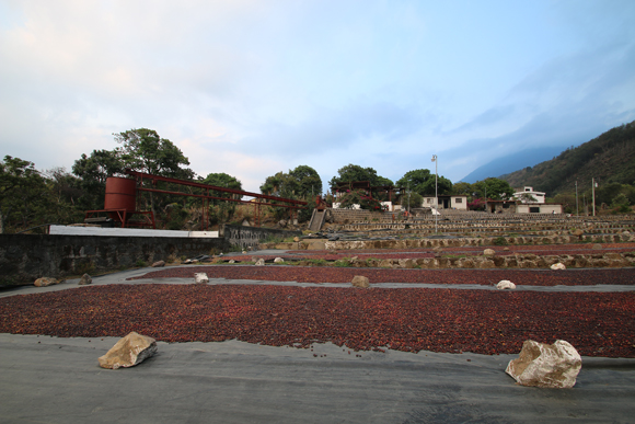 グアテマラ　アティトラン　ブルーレイク　SHB　