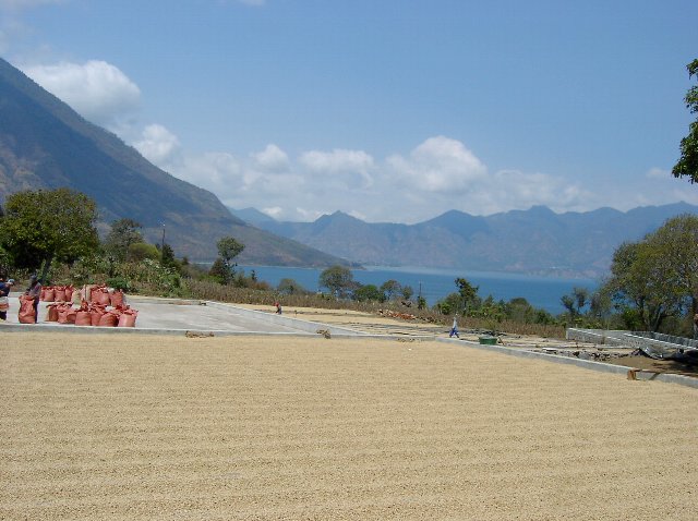 グアテマラ　アティトラン　ブルーレイク　SHB　