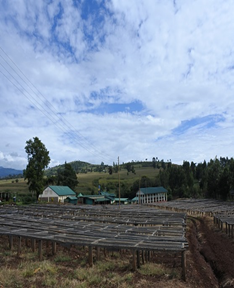 ケニア　エンデベス農園　ナチュラル