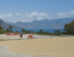 グアテマラ　アティトラン　ブルーレイク　SHB　