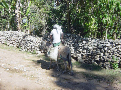 ハイチ　モンラセル　１００％ティピカ