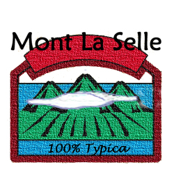 ハイチ モンラセル 100%ティピカ