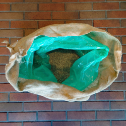 ハイチ モンラセル 100%ティピカ