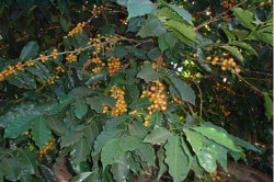 ブラジル さくらブルボン │ コーヒー通販・ブルボンコーヒー