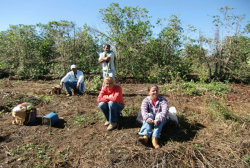ブラジル さくらブルボン│ コーヒー通販・ブルボンコーヒー
