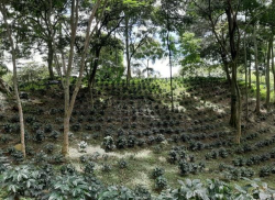 コロンビア　ピコ　シエラネバダ