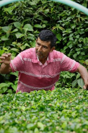 コロンビア　ピコ　シエラネバダ